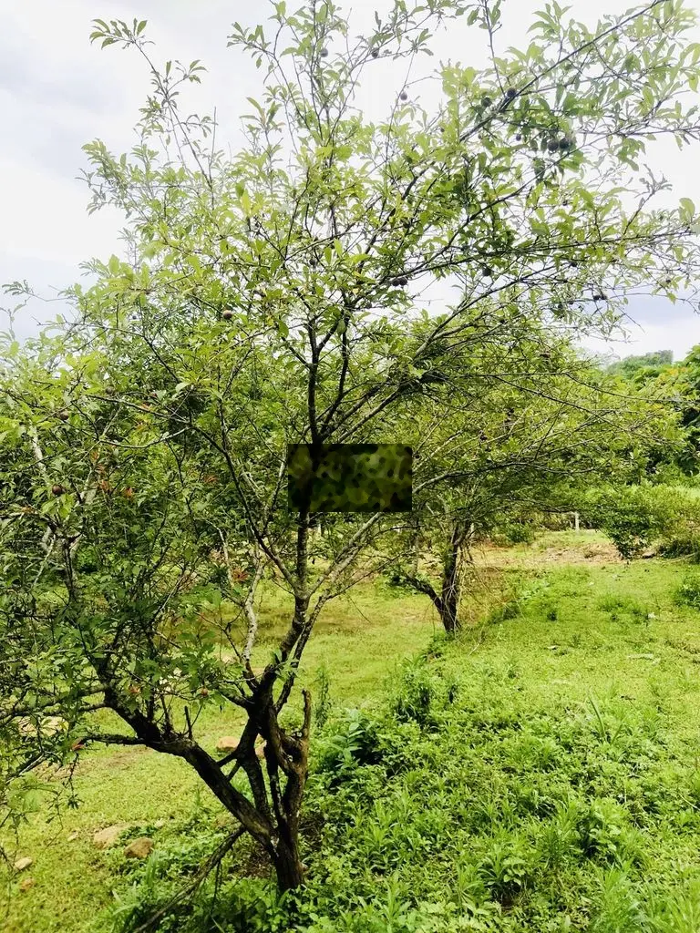 Bán đất tại Cao Phong, Hoà Bình. Diện tích 2285m2, giá 1,35 tỷ