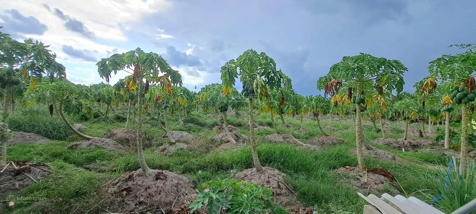 Chính chủ bán 4857 m2 đất Dương Xuân Hội, Châu Thành, Long An