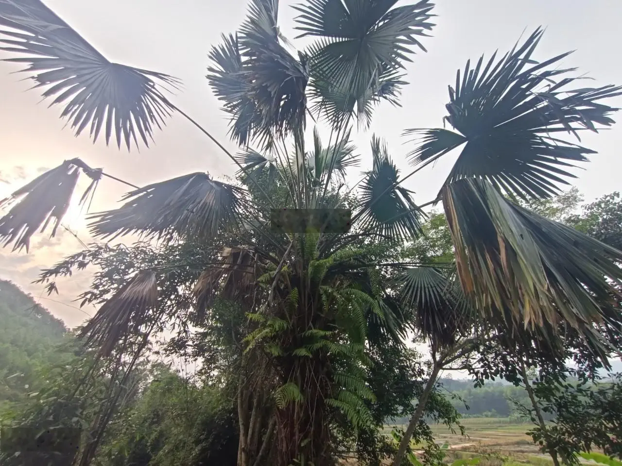 Bán đất tại Kim Sơn, Kim Bôi, Hòa Bình. Diện tích 7000m2, giá thương lượng