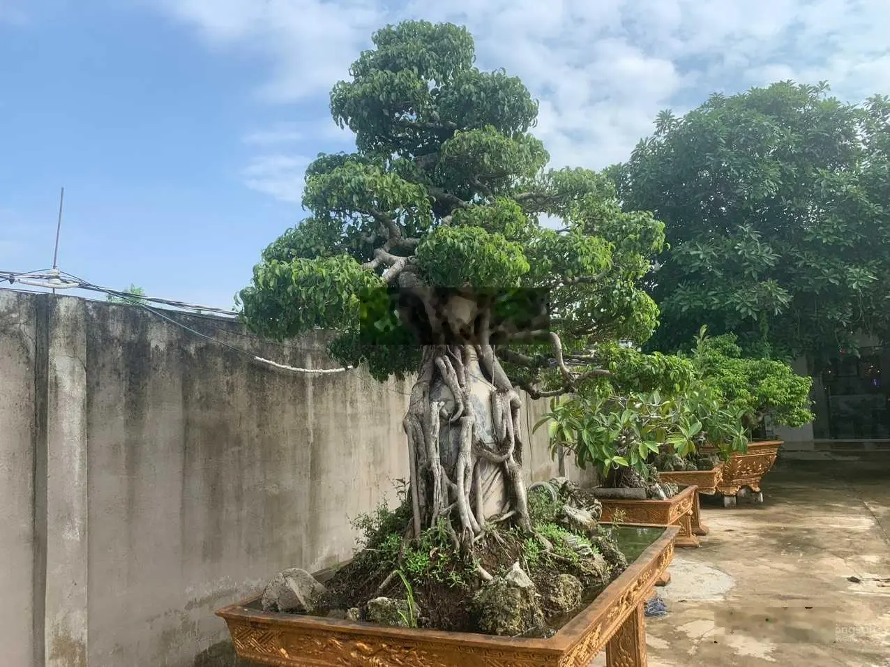 Ngộp lắm rồi, bán nhanh nhà vườn siêu đẹp TT Cần Giuộc 2569m2, 3 mặt tiền, ngang 32m x dài 83m