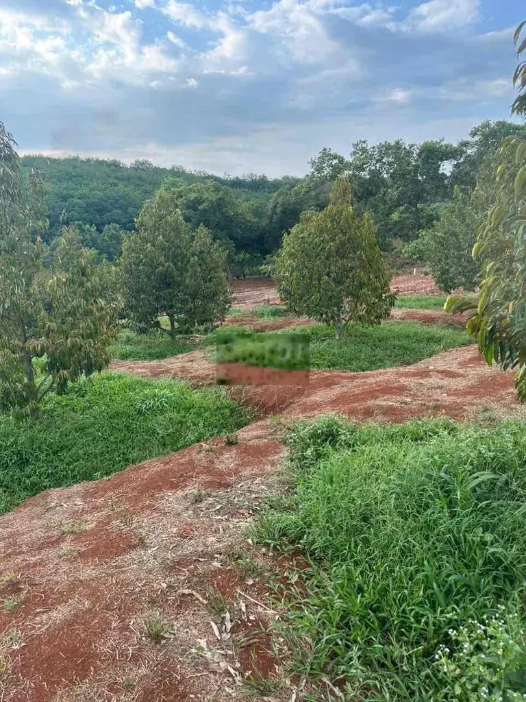 Cần bán 2 sào rưỡi (2511m2) đất vườn sầu riêng đã rào lại