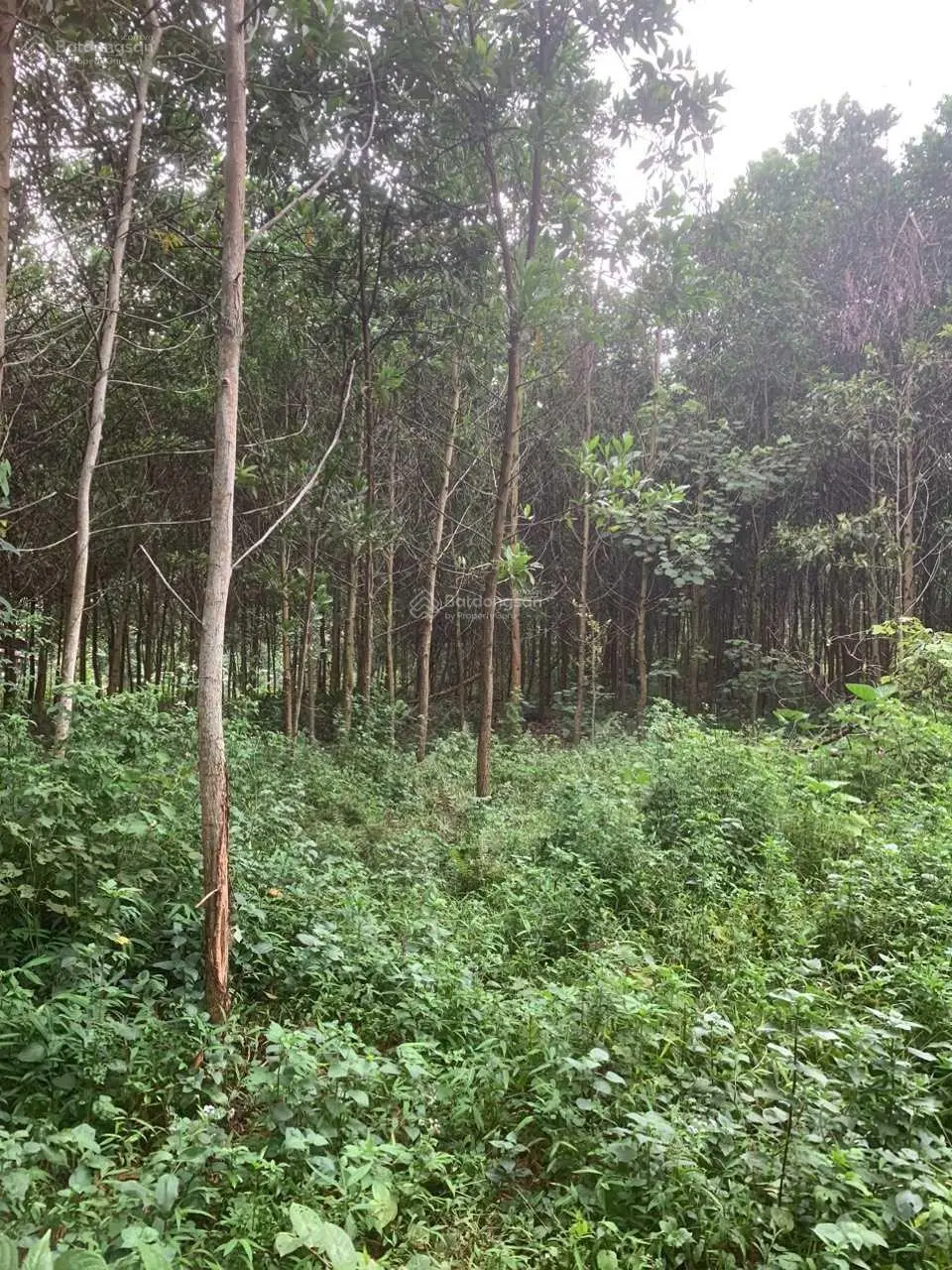 Bán 6000 m2 (400 thổ cư) bám suối, bám mặt đường nhựa có vỉa hè giá nhỉnh 2 tỷ tại Đà Bắc, Hòa Bình
