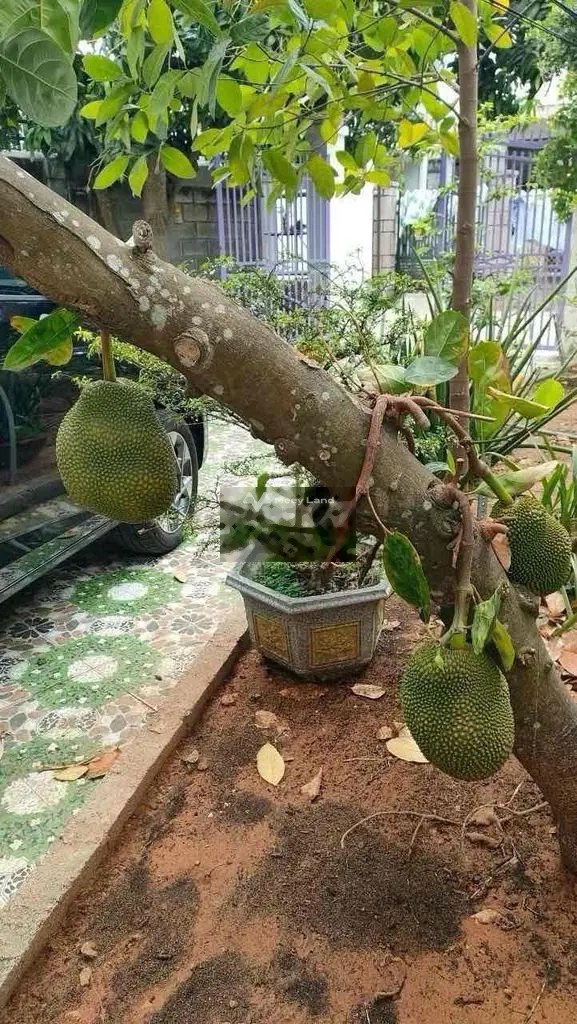 Nhà Vườn Phong Nẫm - Tp Phan Thiết
