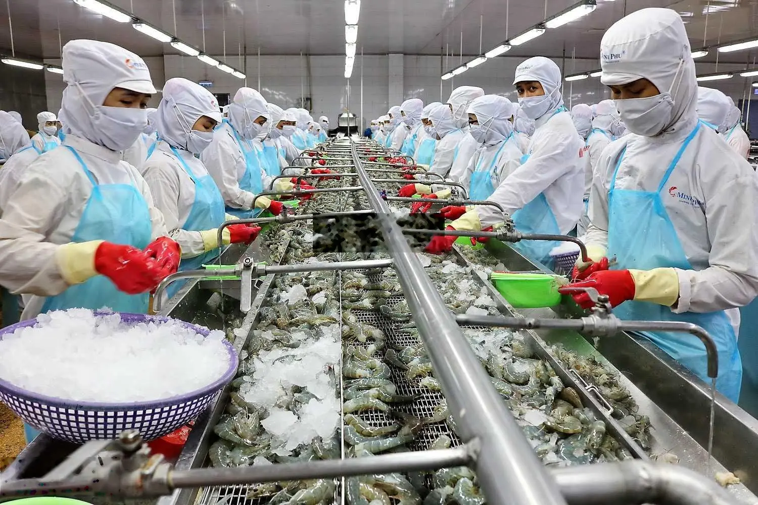 Chính chủ bán nhà máy chế biến thuỷ hải sản đông lạnh Đồng Tháp 31.311m2