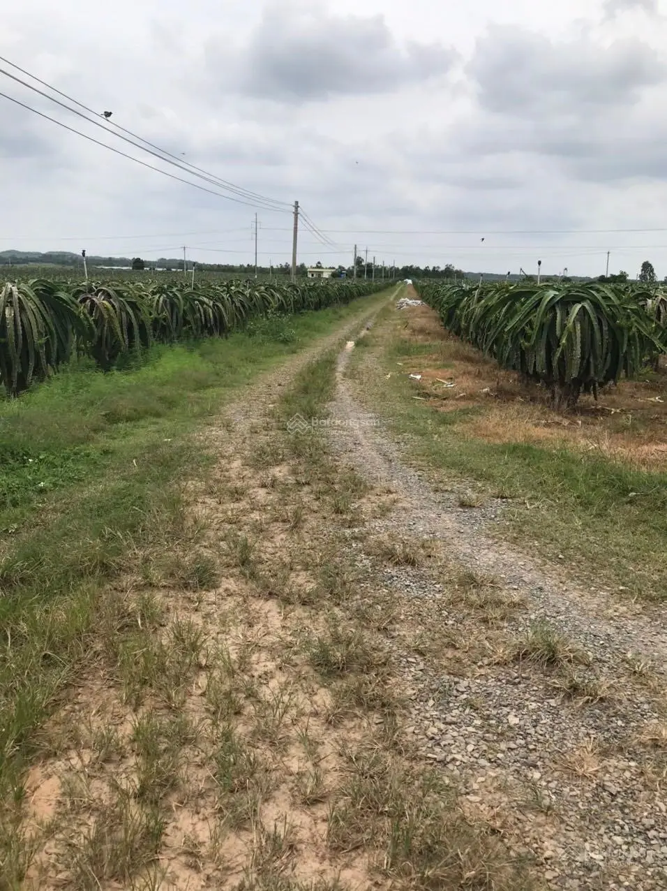 Còn duy nhất 25ha mặt tiền nhựa Hòn Dồ giá 2,3ty/1 ha, Thuận Quý - Tiến Thành - Phan Thiết