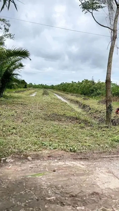 Bán 4,5 công đất cách UBND xã Tân Phú Thạnh 1km lộ xe tải nhỏ tới đất, không quy hoạch