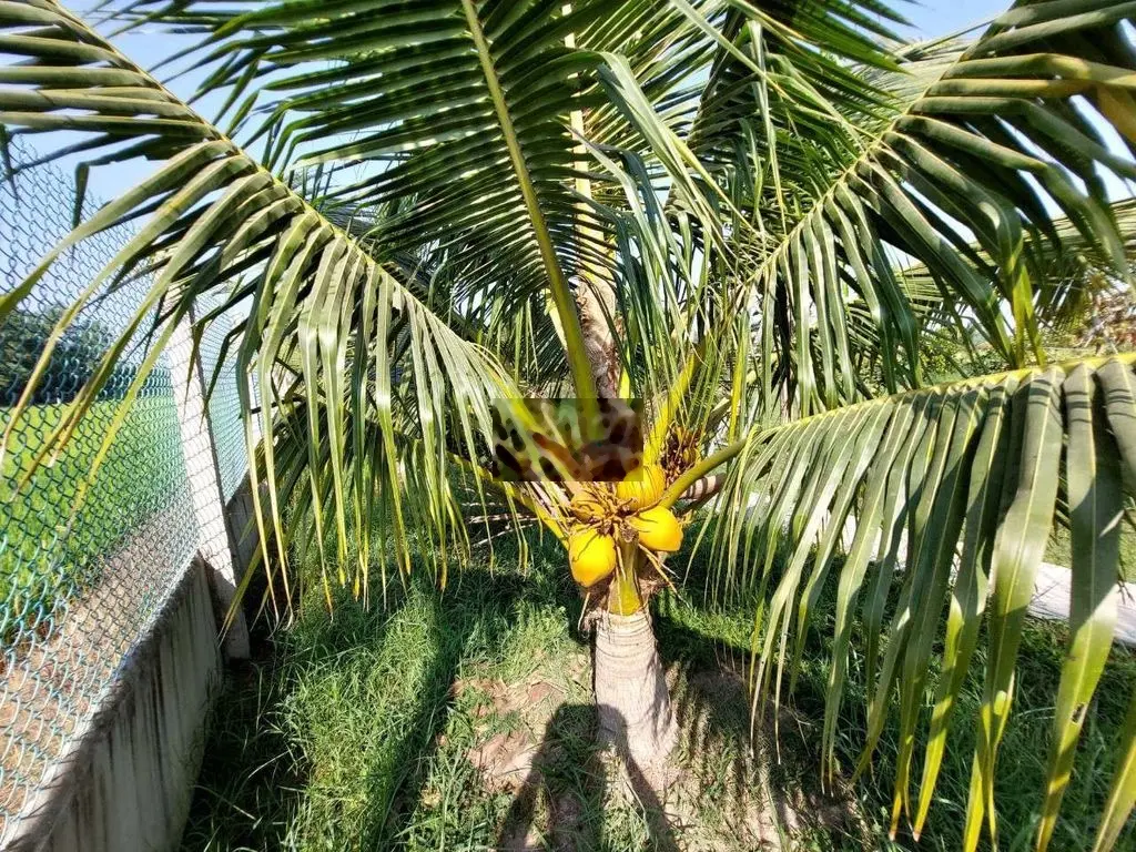 Nhà vườn ao 25x150m đường An Ninh đông hiệp hoà