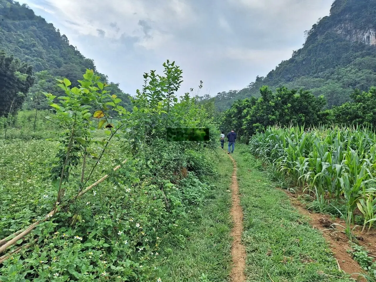 Cần bán 9000 m2 đất ở 400m2 Thung Mường, Kim Bôi, Hoà Bình
