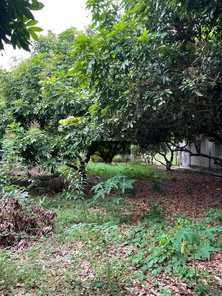 bán đất Truông Mít , Dương Minh Châu, Tây Ninh