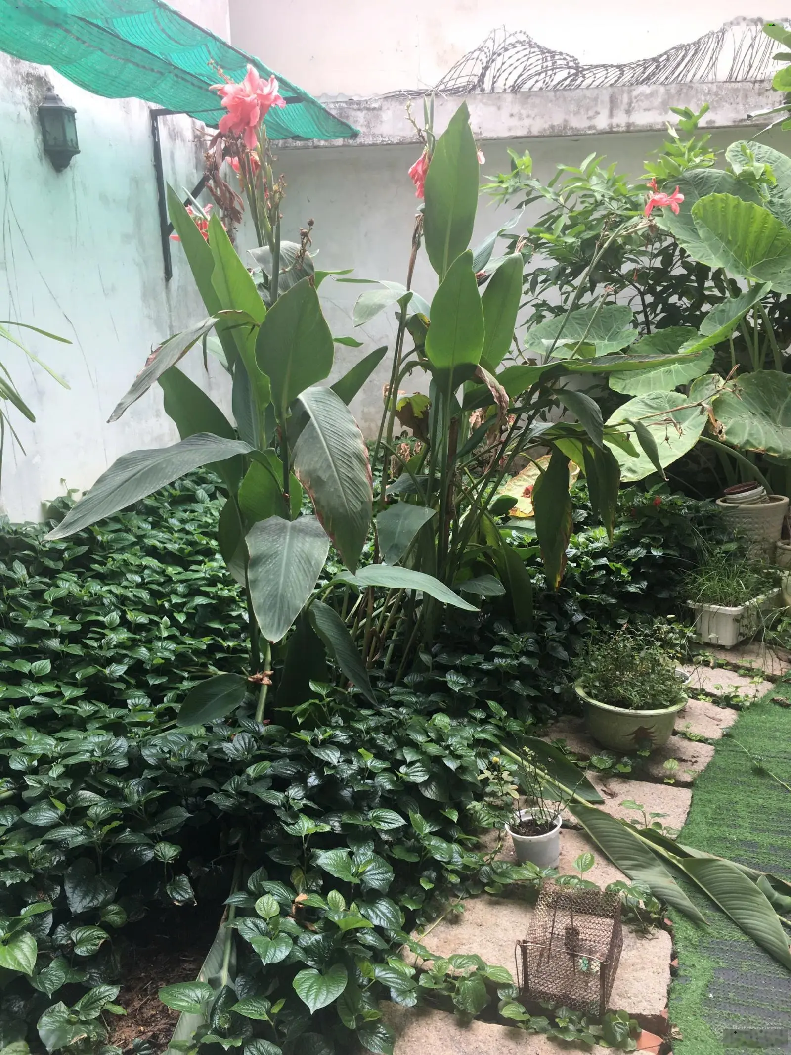 Biệt thự - 203m2 - đường 7m - Nguyễn Duy Trinh - Bình Trưng Tây