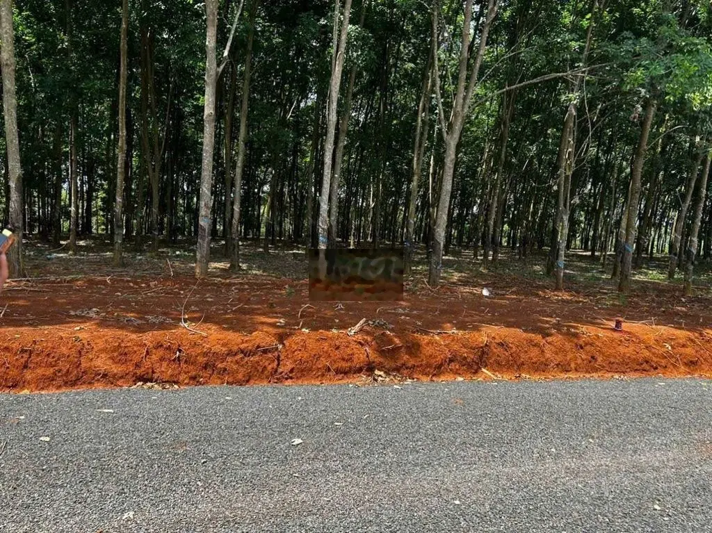 Chủ gửi bán lô vườn cao su 196m mt đường