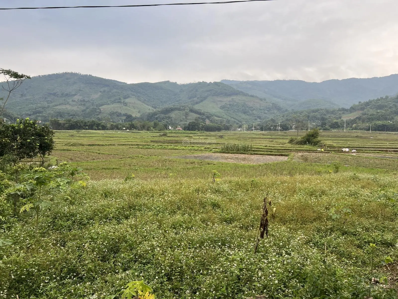 Rẻ như bùn 1000m2 100m2 TC bám trục chính Cư Yên 20m mặt tiền view cánh đồng, gần nhiều homestay