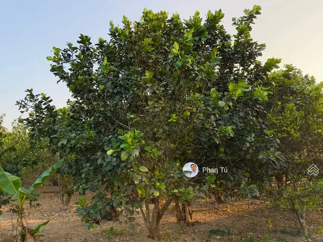 Bán mảnh vườn có sẵn cây ăn trái đang thu hoạch tại Diên Thọ - Diên Khánh - Khánh Hòa