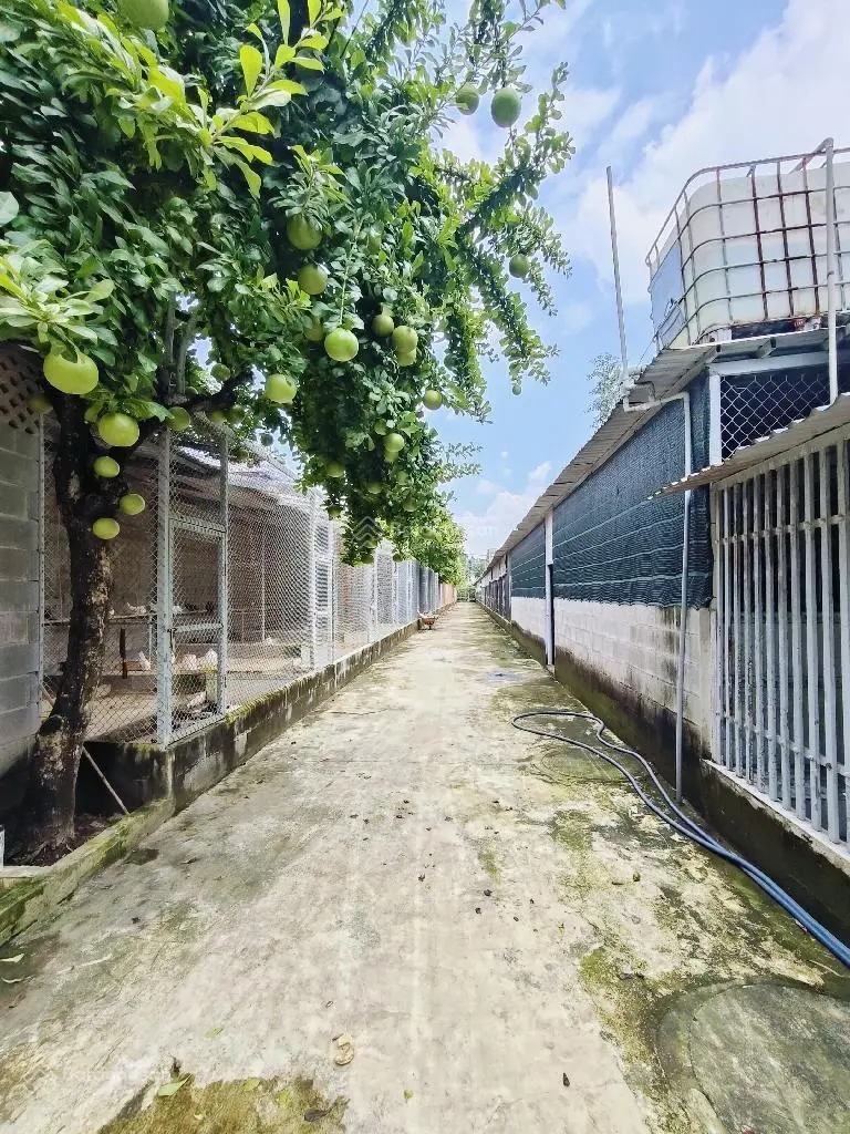 Không thể rẻ hơn, trang trại 3.461m2, đường nhựa 7m, Linh Xuân, Thủ Đức, chỉ 23,5 tỷ