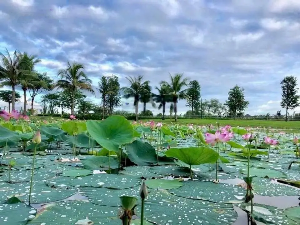 Chính chủ gửi bán nhà phố Park Riverside, 75m2, sổ hồng, giá 8,3 tỷ (giá tốt nhất)