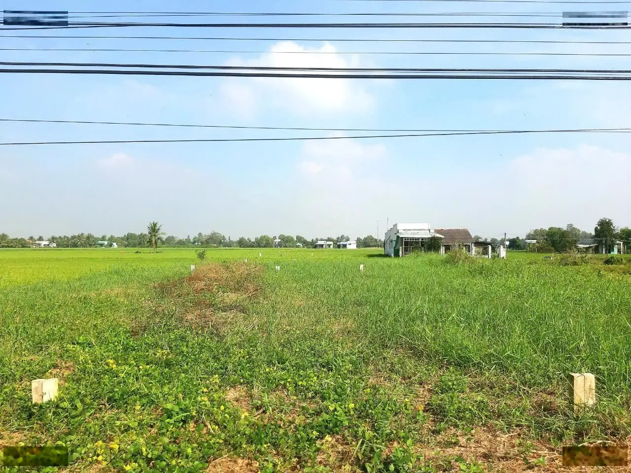 Bán 240m2 thổ cư quá rẻ, ngay MT Trần Văn Nghĩa, Cần Giuộc, giá ngợp