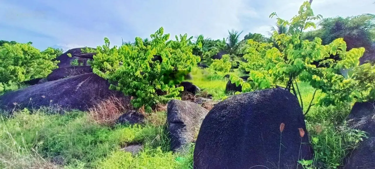 2ha (View biển VÂN PHONG ) - Có hang đá cực chill