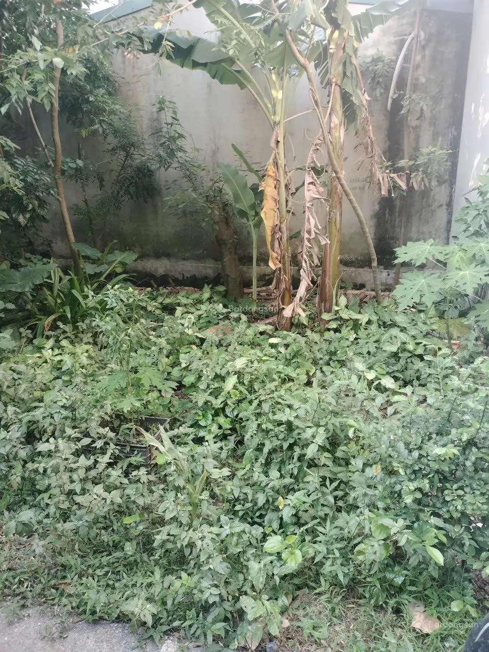 Bán gấp đất tại đường hòa bình, giá tốt nhất chỉ 74 triệu/m², 32.8m²