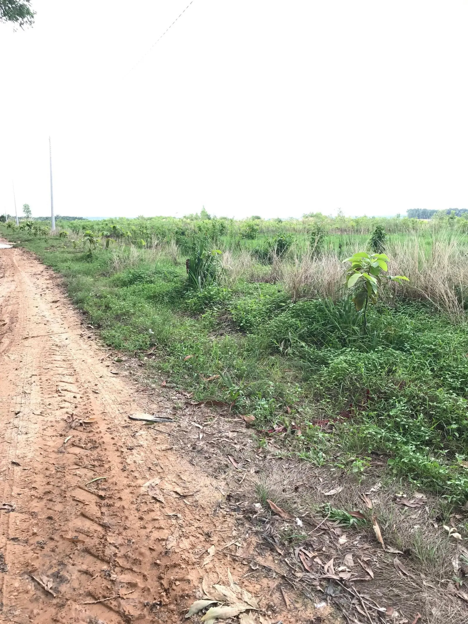 Bán đất giáp mặt hồ Dầu Tiếng xã Minh Hoà Dầu Tiếng. DT 15,82x110m. Giá 950 tr
