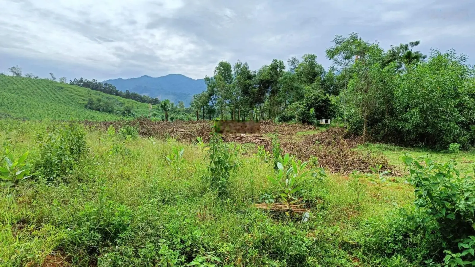 Bán 6000m2 view đồi chè có thổ cư, bám đường lớn, đất phẳng tại Hưng Long, Yên Lập, Phú Thọ