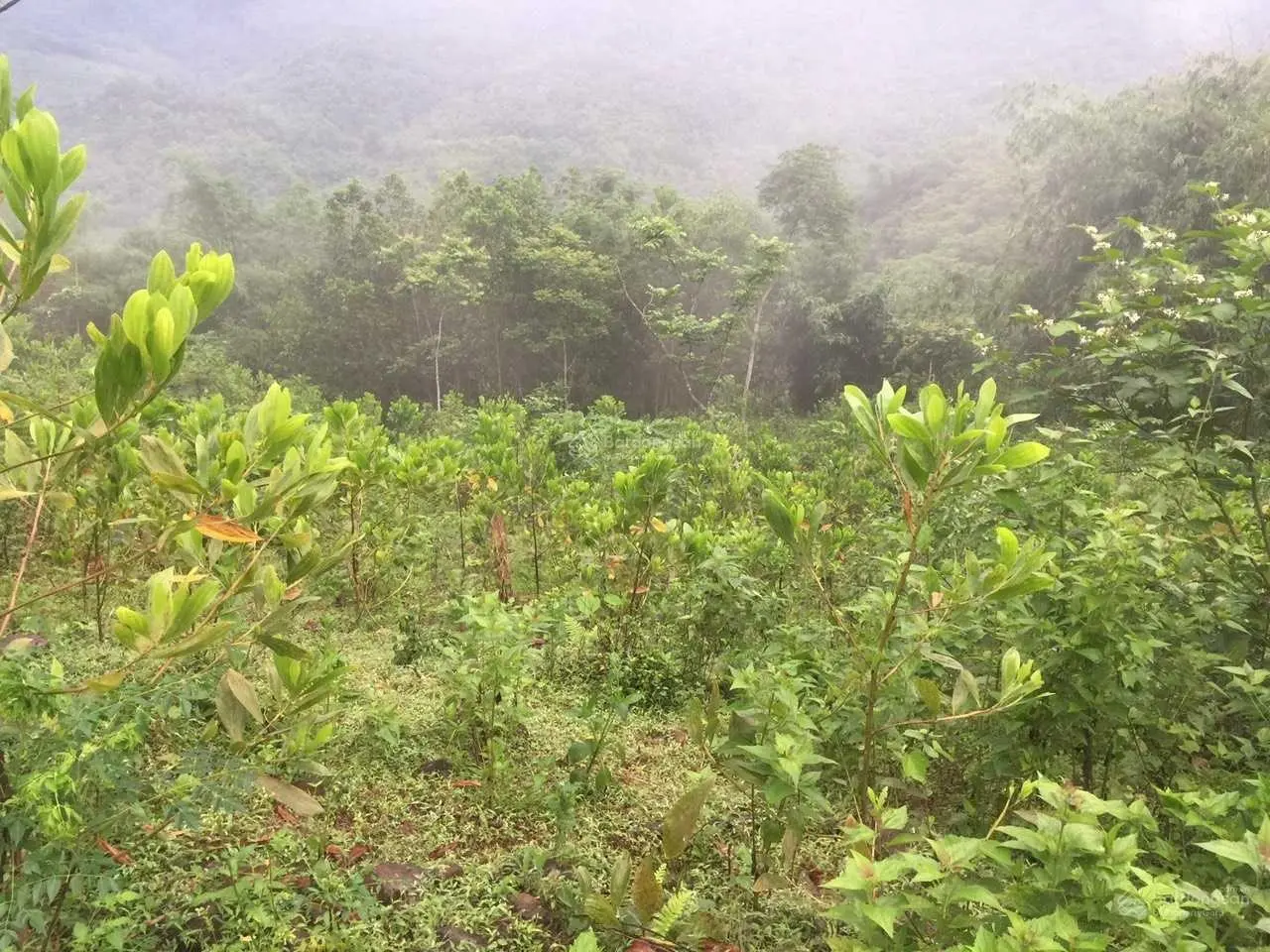 Cần bán 2,7ha bám đường to tại Kim Bôi, Hòa Bình