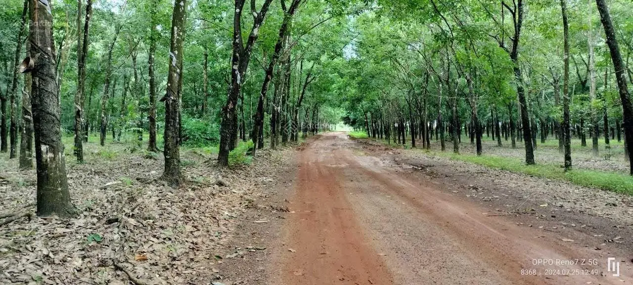 Bán đất tại xã Thanh Lương, Bình Long, Bình Phước diện tích 20 Ha