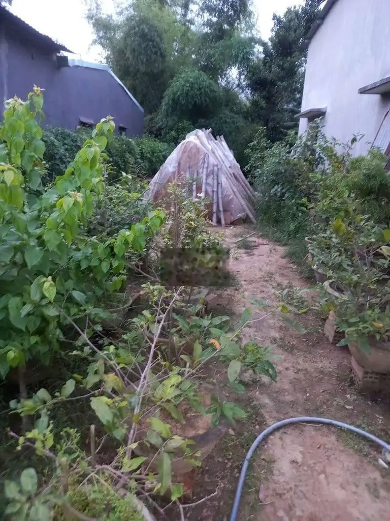 100 m2 thổ cư + 200 m2 vườn ở Long Quang, Phường Nhơn Hòa, TX. An Nhơn