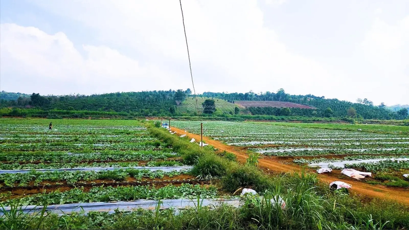 Nông trại rau củ quả 24ha ở tại huyện Tuy Đức tỉnh Đắk Nông. Giá chỉ 32 tỷ, có thương lượng