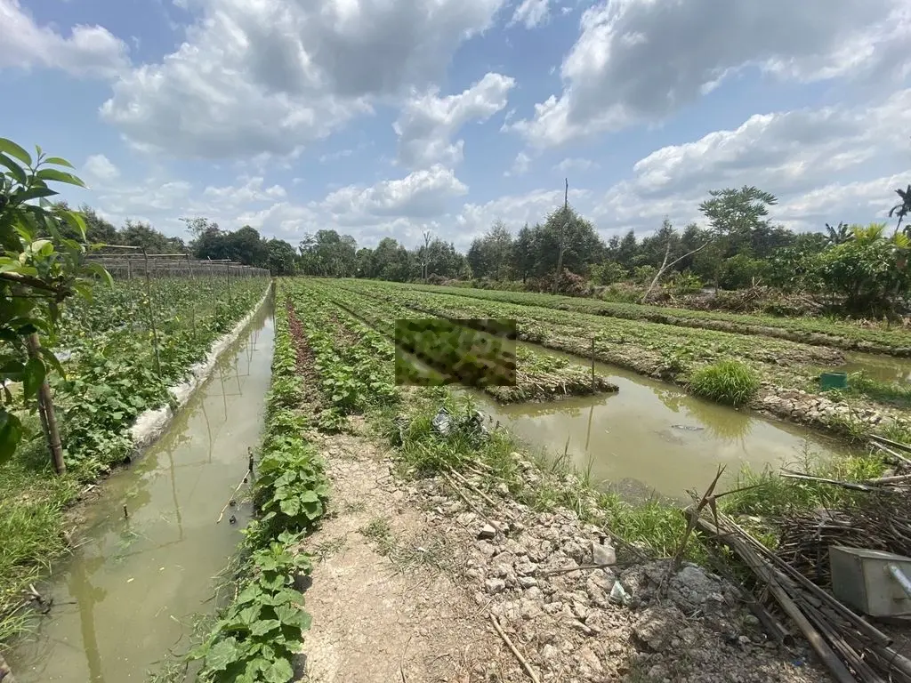 Bán đất CLN (4808m2) Tân Thới-Phong Điền- Cần Thơ