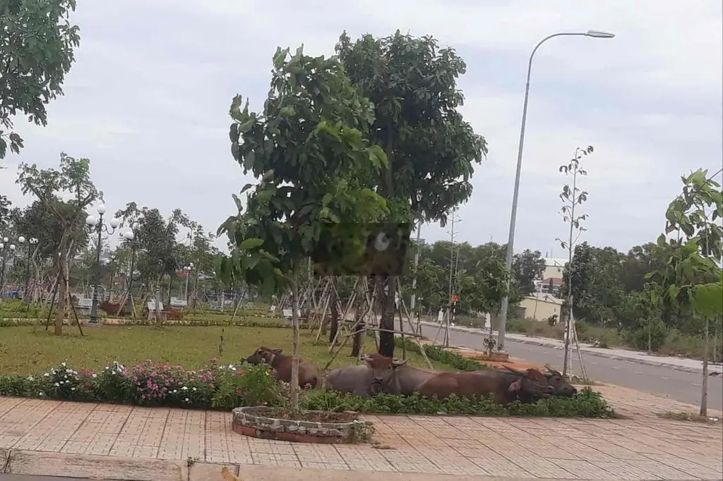 nhà xây kiên cố vị trí thoát mát hướng công viên đẹp ra cao hơn khu lô