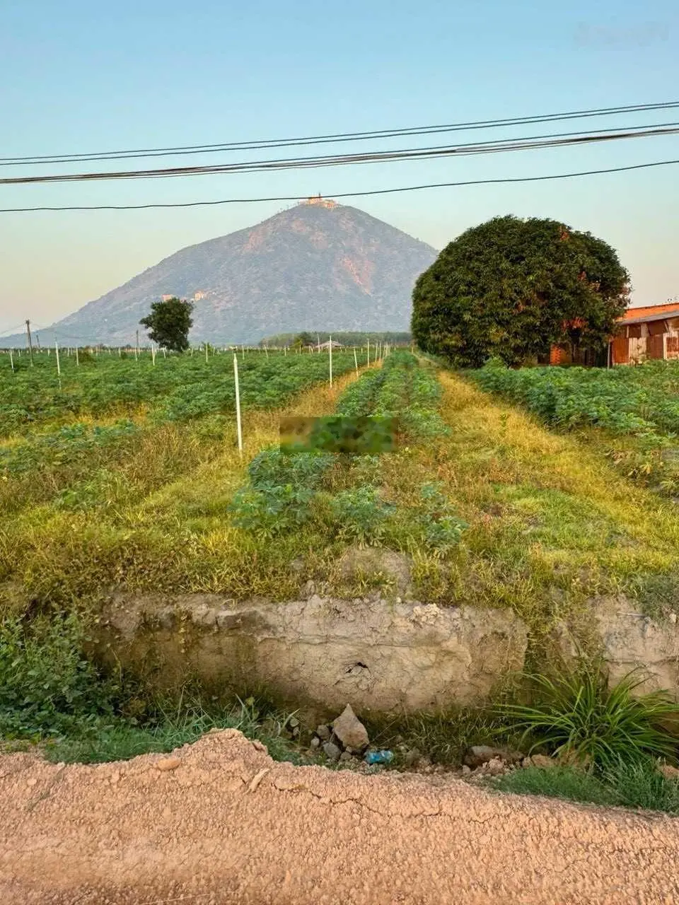 Bán đất ngộp 529m2/390tr ở ngay trung tâm TP Tây Ninh. Cách DT784 150m (Dưới chân Núi Bà)