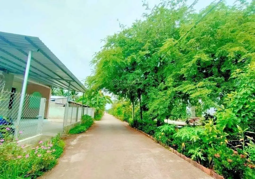 Bán đất 237m2. tặng nhà ,mặt tiền lộ xe ô tô , xã phú Hưng, tỉnh bến tre