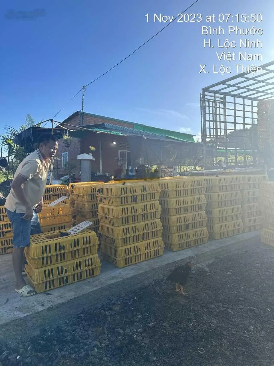 Chính chủ cần bán trang trại 7000m2 giá bán 4,5tỷ (mua lại được giữ HĐ thuê lại trại gần 300tr/năm)