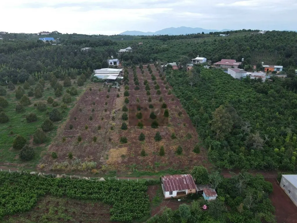Cần Bán Nhanh Lô Đất Vị Trí Đẹp Tại Đinh Lạc, Di Linh, Lâm Đồng