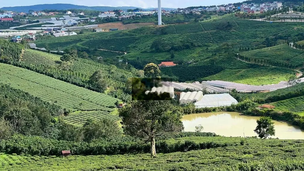 Lô đất vườn tuyệt đẹp 1.300m2 tại khu du lịch săn mây Cầu Đất, Đà Lạt