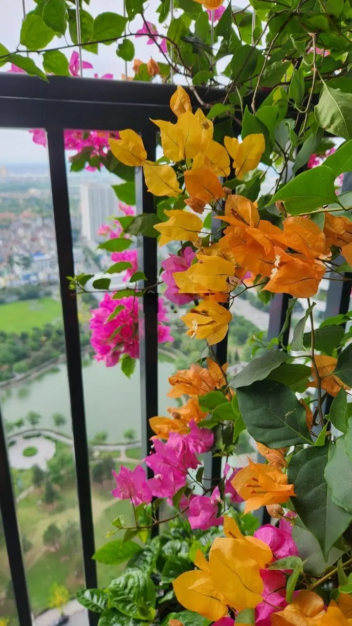 Cập nhật đầy đủ quỹ căn chuyển nhượng 2 - 3 - 4 PN tại Ngoại Giao Đoàn tháng 10 giá tốt nhất!