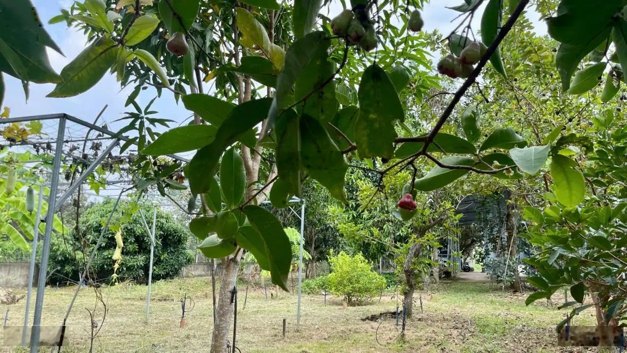 Nhà vườn ven sông Đồng Nai vô là mê!
