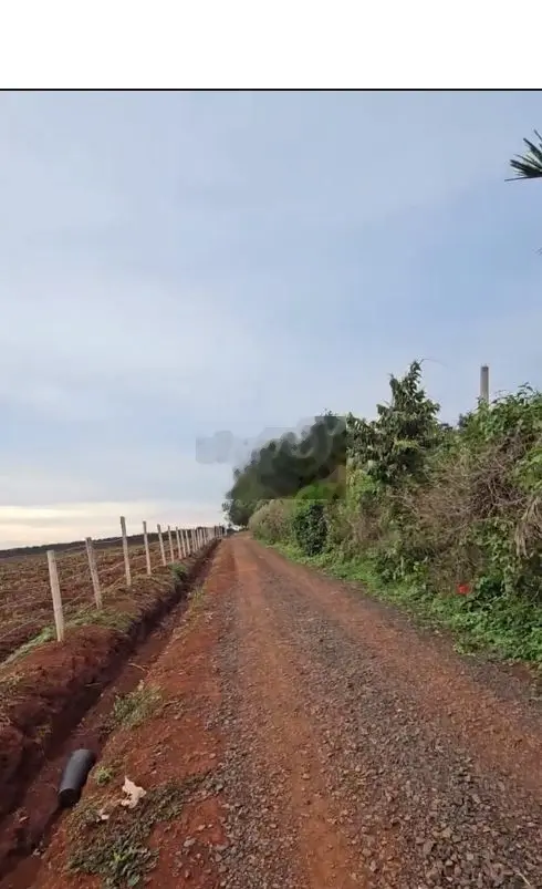 ✴️2 Héc đang trồng sầu ngay chợ Ekpan đi vô 2km