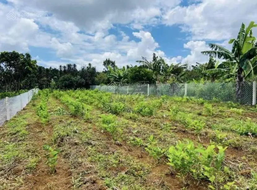 Cơ Hội Đầu Tư Với Lô Đất Đường Cây Gõ , Gần Nông Trại Hoa , An Phú , Củ Chi giá chỉ 690 triệu SHR