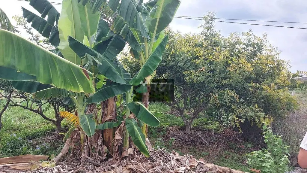 Bán nhà giá 1,6 tỷ, diện tích 555 m2, tại Xuyên Mộc, Bà Rịa - Vũng Tàu