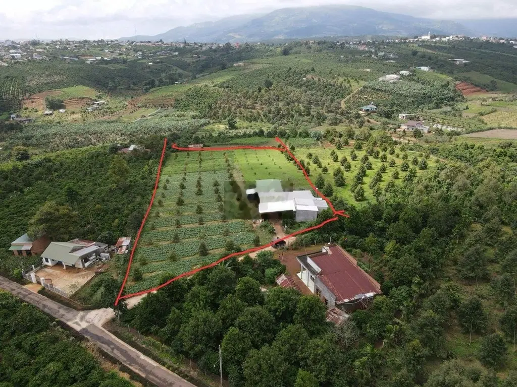 Cần Bán Nhanh Lô Đất Vị Trí Đẹp Tại Đinh Lạc, Di Linh, Lâm Đồng