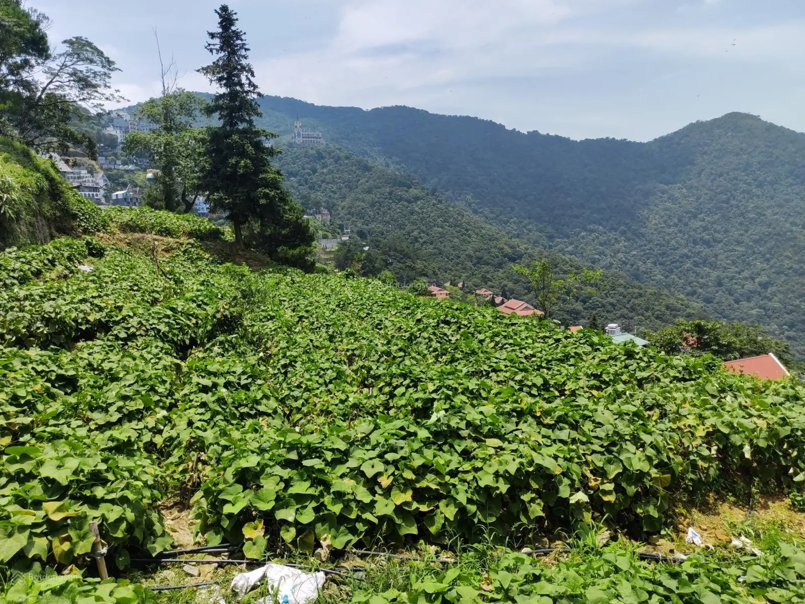 Bán đất thị trấn Tam Đảo, view núi, xây biệt thự, khách sạn kinh doanh lưu trú đỉnh cao, 767m, 26tỷ