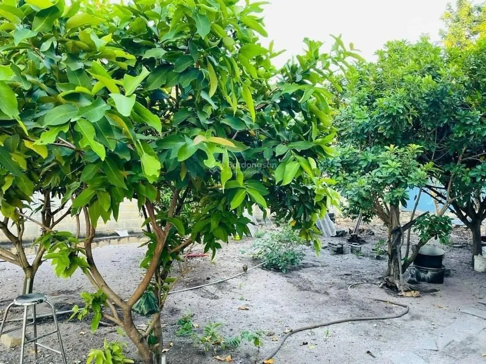 Bán căn nhà vườn Phước Hội - cách biển Phước Hải 1.5km mát mẻ nghỉ dưỡng