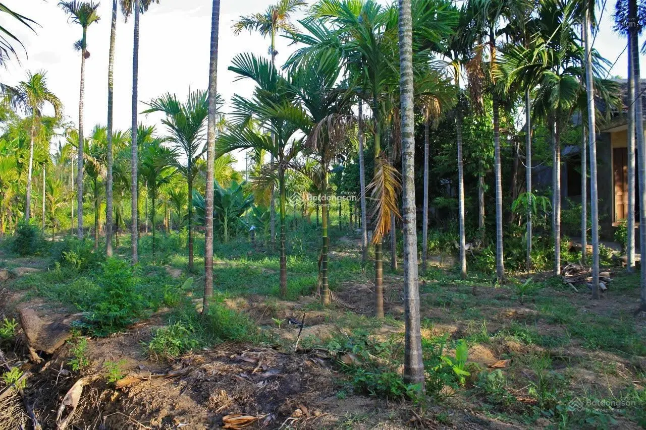 Bán đất kinh doanh du lịch view sông và dừa - cẩm thanh, hội an - giá tốt hơn thị trường