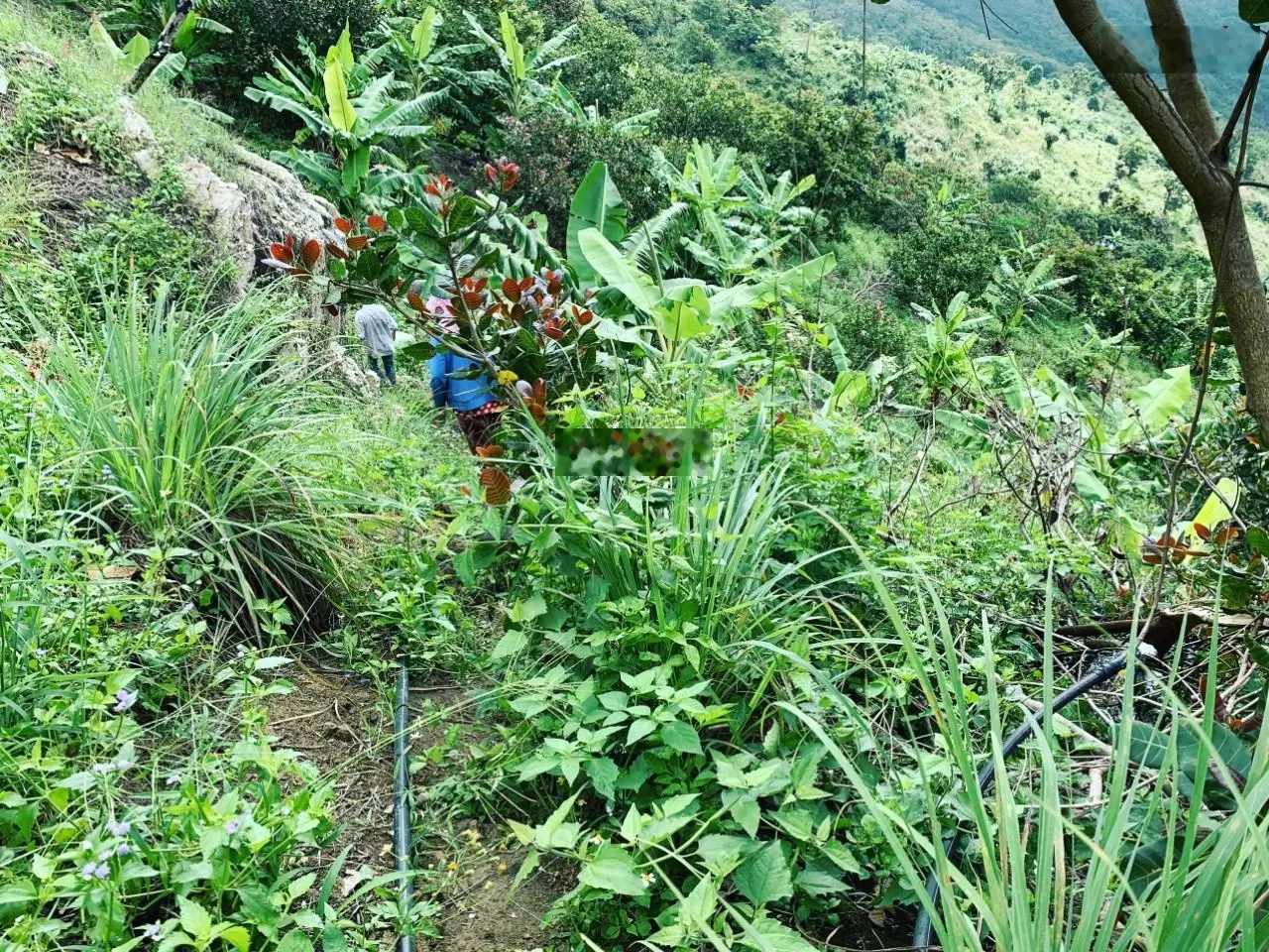 Vườn suối gần 1ha Am Chúa - 205 triệu (Giấy tay)