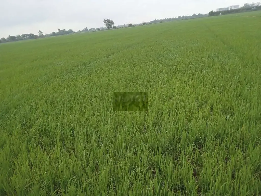 Cần bán 6 công ruộng cặp bờ sông gần mặt tiền đường