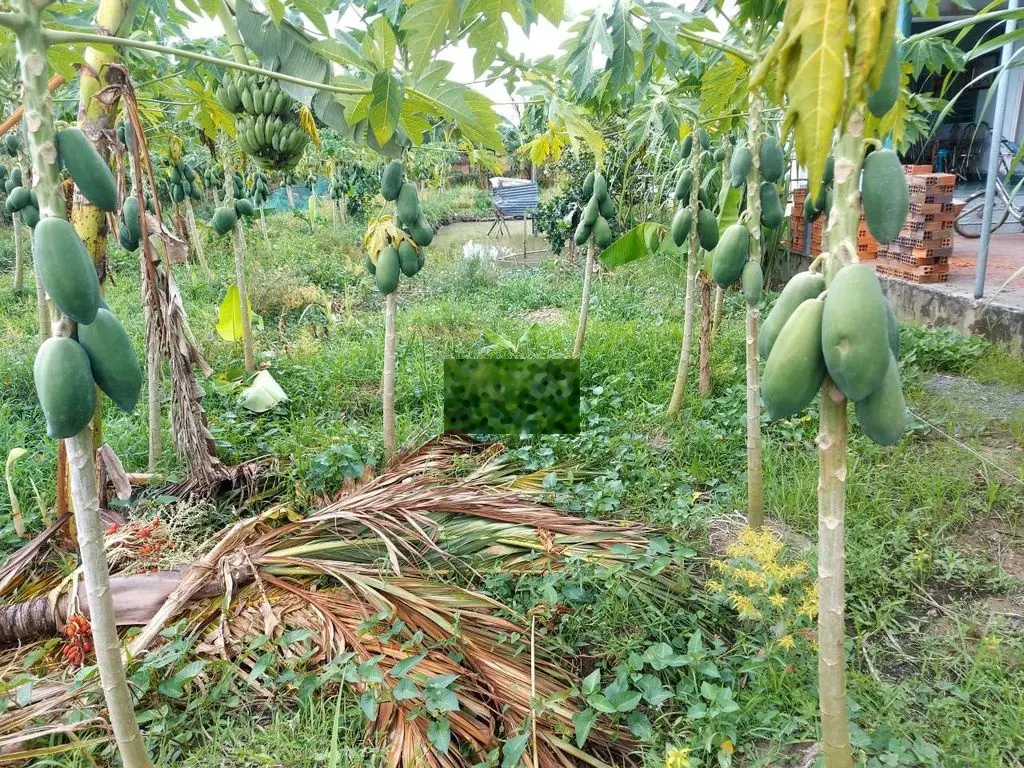 300m đất thổ cư lộ DH 54