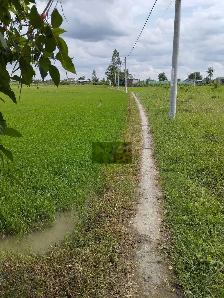 Đất ruộng nhỏ sổ thể hiện đường ở phường Long Chánh