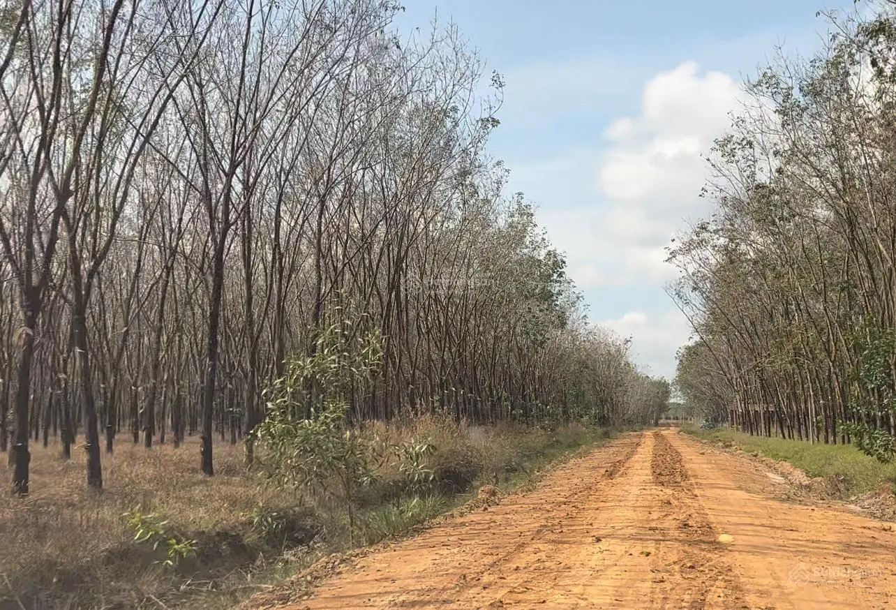 Bán 1ha (10.000m2) cao su tại Tân Đông - Tân Châu