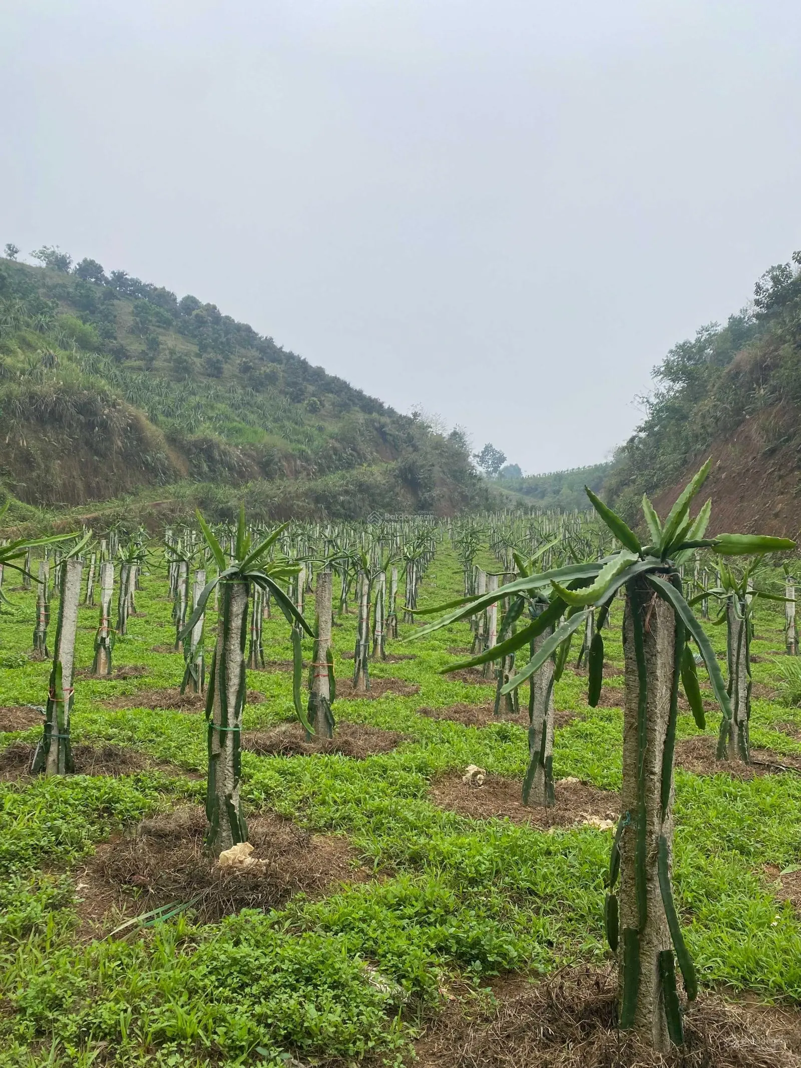 Chuyển nhượng đất trang trại 10ha